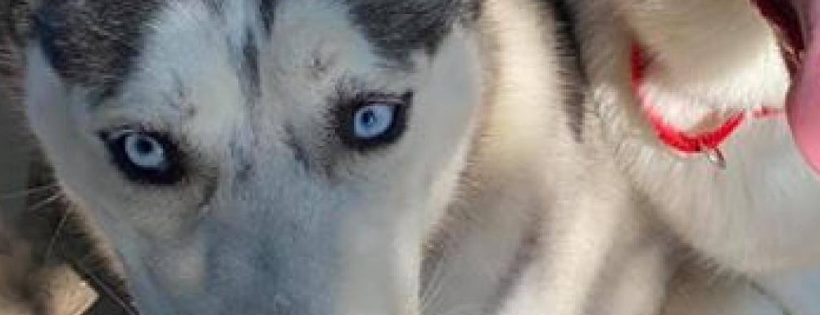 Husky Halfway House Foundation