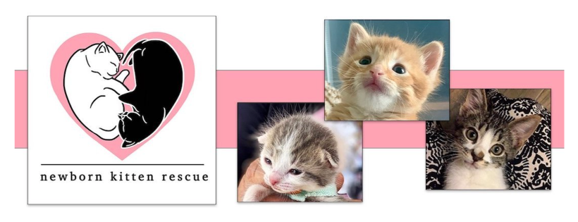 Newborn Kitten Rescue