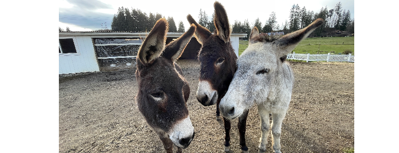 Oregon Donkey Sanctuary Northwest