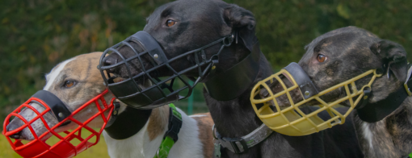 Greyhound Trust