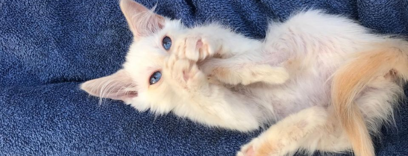 Heart and Soul Rescue