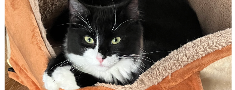 Cats Guidance Rescue, Hindley, Wigan