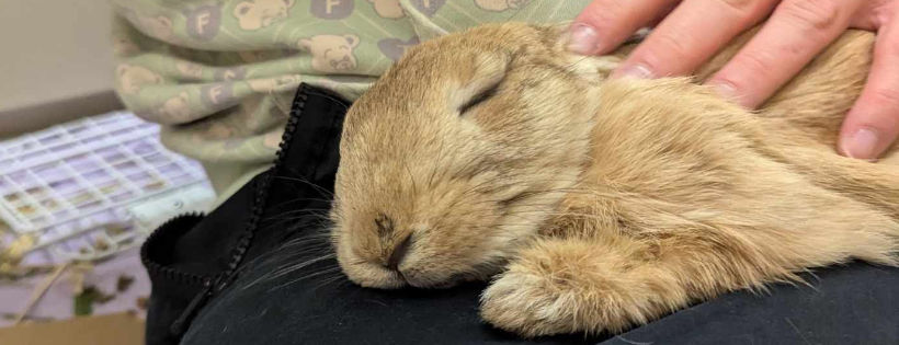 Kelly's Rabbit Warren Rescue Inc.