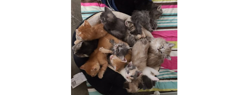 The Crazy Cat Crew