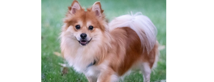 Peace Love and Poms Rescue