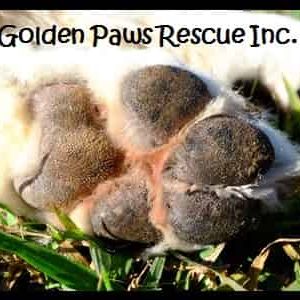 Golden Paws Rescue Inc