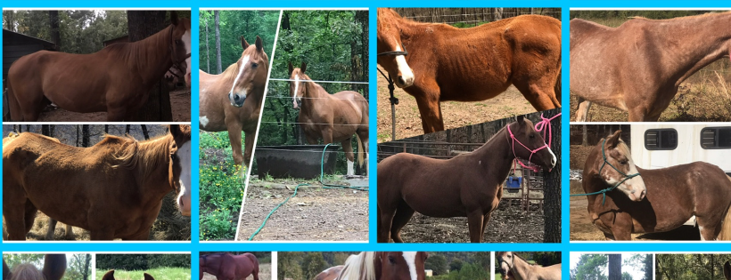 Shepherd Mountain Horse Rescue