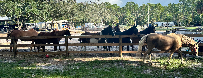 The Painted Horse Ranch Reacue