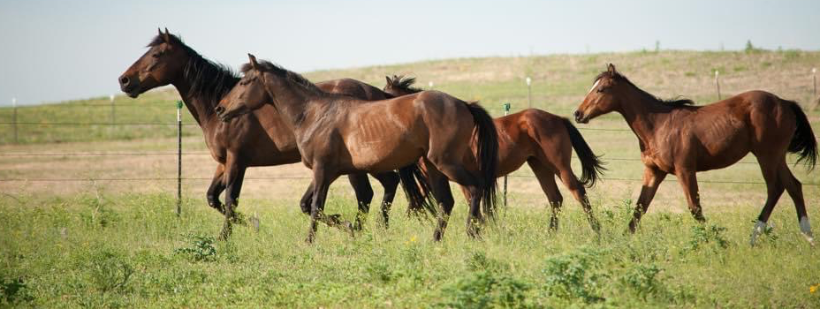 Terolyn Horse Rescue, inc.