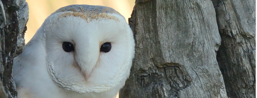 Barn Owl Centre
