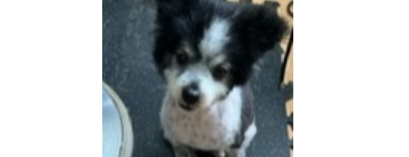 Before the Bridge Senior K9 Rescue