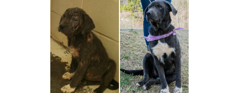CARE - Crossroads Animal Rescue