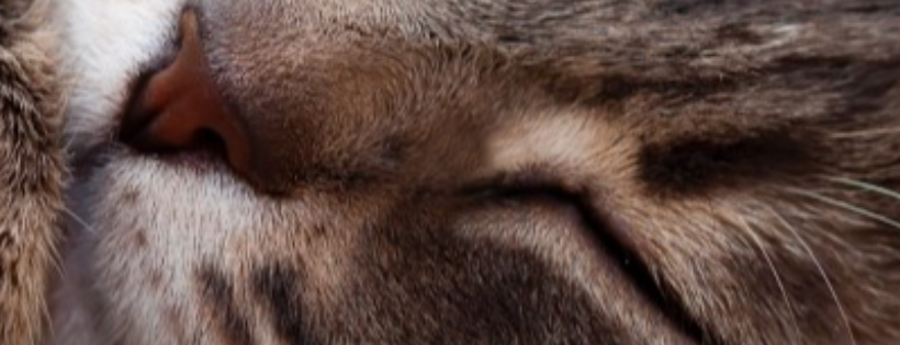 Upper Credit Humane Society