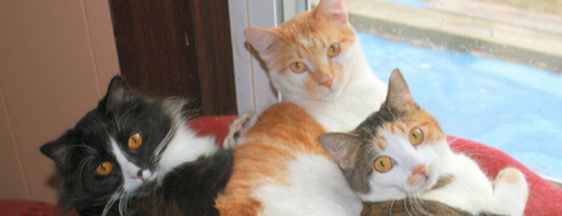 Kitty Safe Haven No-Kill Shelter, Inc.