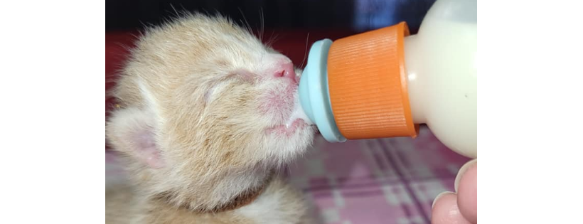 Kitten Central