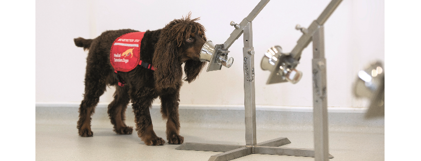 Medical Detection Dogs