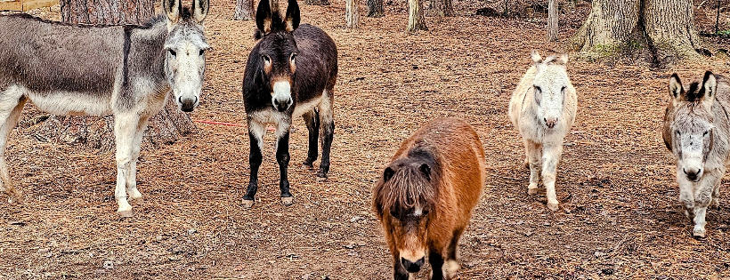 Helping Equines at Lilifield Sanctuary