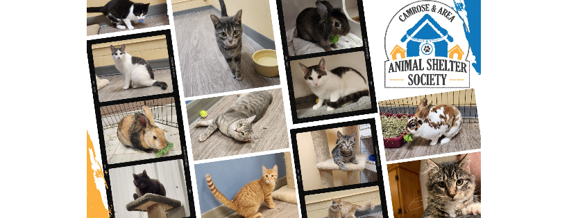 Camrose & Area Animal Shelter