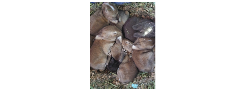 Rabbit Rescue Rangers