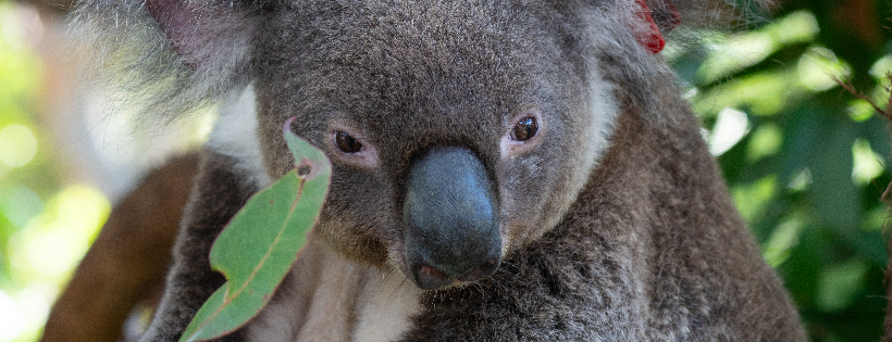 Koala Conservation Australia