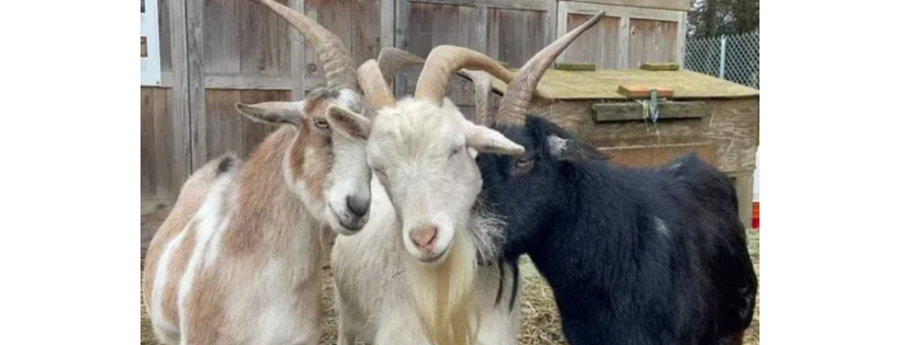 The Belmont Goats