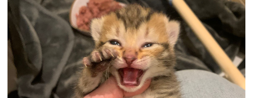 Lucky's Cat Rescue