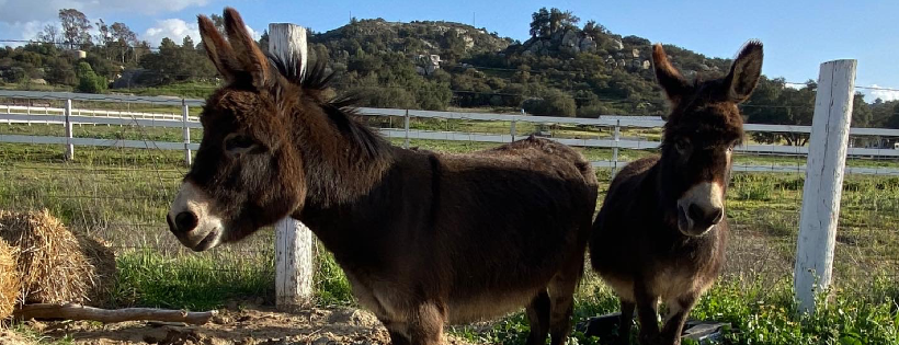 Saving Animals & Healing Hearts