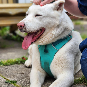 Aura's Dogs UK