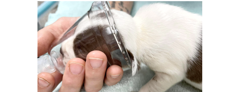 Coco's Heart Dog Rescue