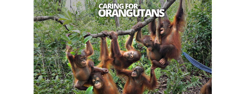 Borneo Orangutan Survival (BOS) USA