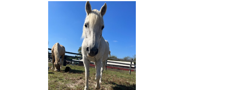 Tri-State Equine Adoption & Rescue, Inc.