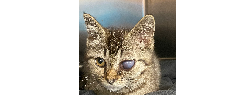 Kentucky pets Alive