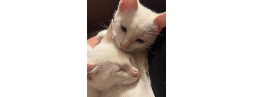Leeroys Second Chance Cats