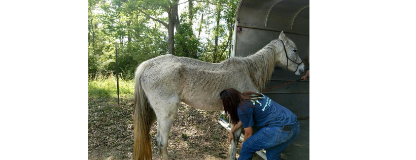 Wiregrass Horse Rescue & Sanctuary