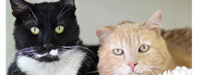 Cat Care Society