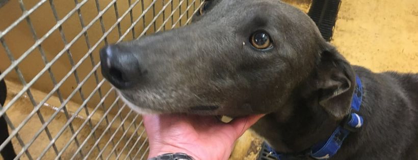 Forever Hounds Trust