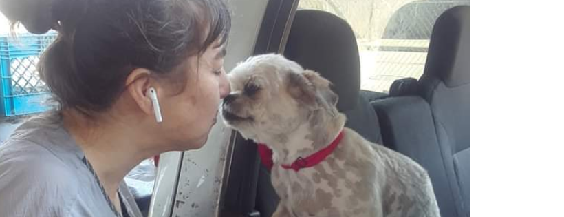 Seattle Dogs Homeless Program