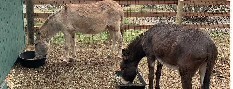 Familiar Hill Farms and Sanctuary