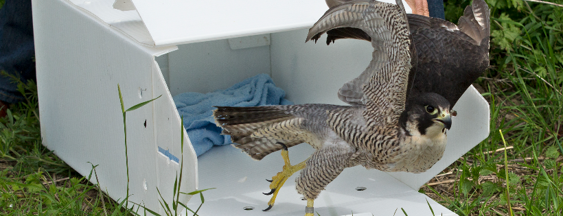 The Hawk Conservancy Trust