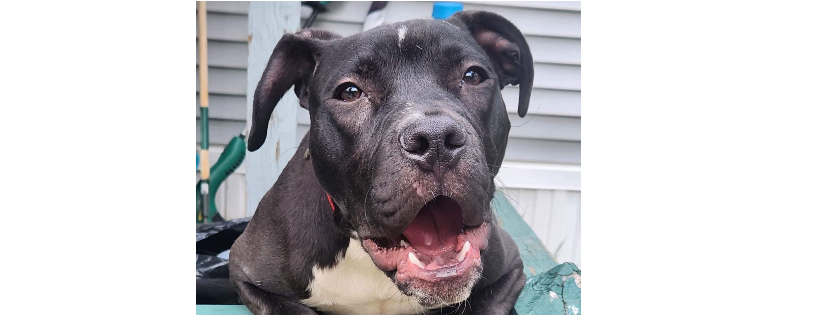 Pulled From The Pits, A Pitbull Rescue