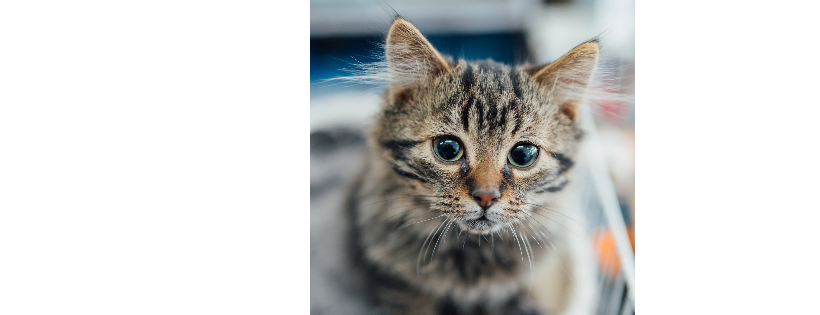 Adoption Chats Sans Abri