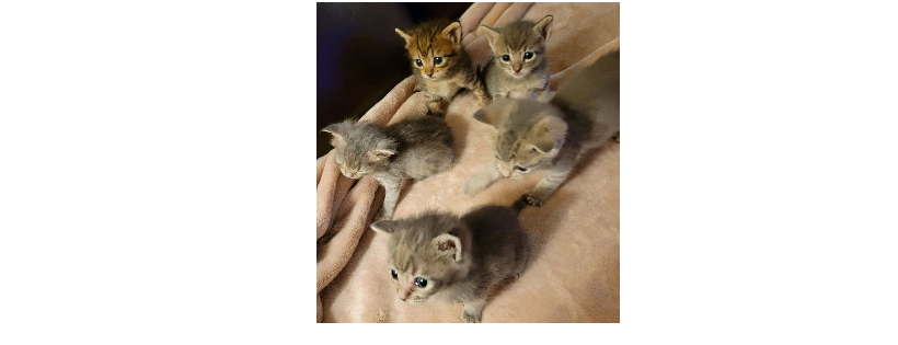 Feline Fairies, Inc.