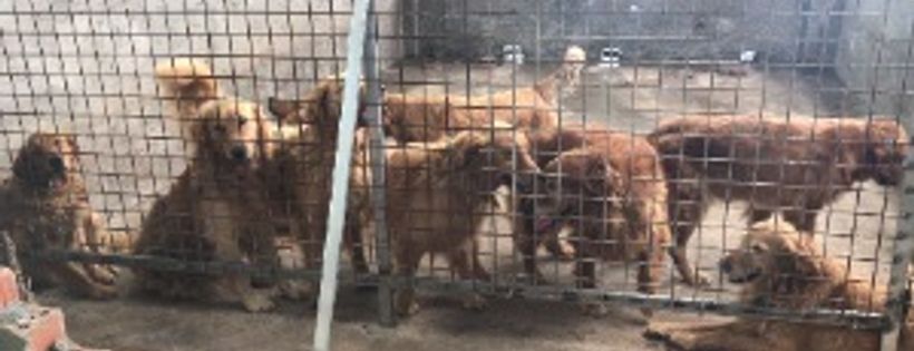 China Rescue Dogs