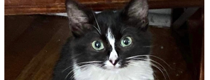 Feline Fairies, Inc.