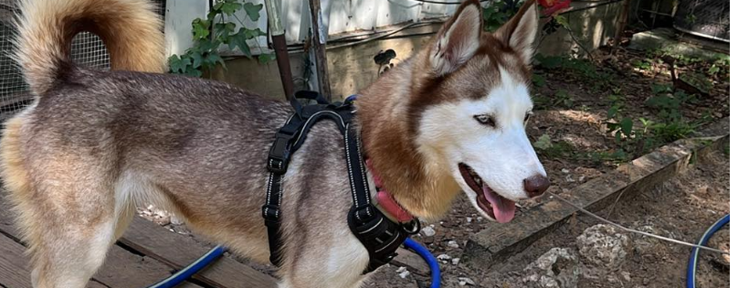 Siberian Husky Assistance and Rescue Program of New York