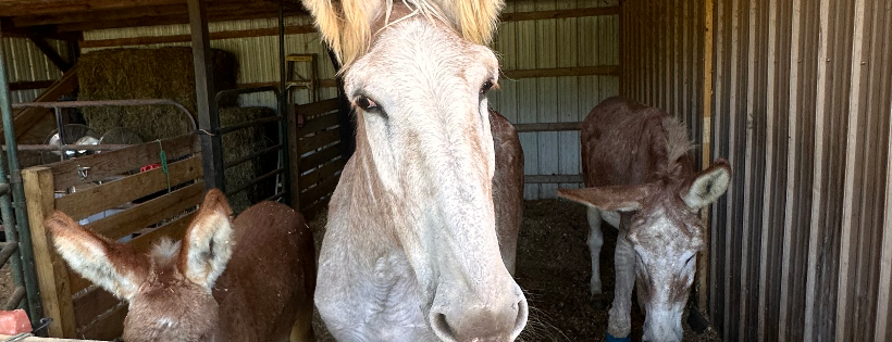 Blair Haven Farm Equine Rescue & Sanctuary