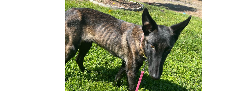 Big Cypress German Shepherd Rescue