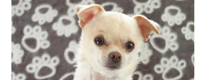 Chihuahua Rescue QLD