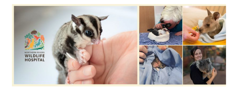 Northern Rivers Wildlife Hospital