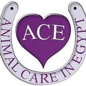 Animal Care in Egypt ACE Logo